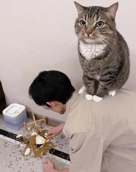 作为被猫猫“拥有”的铲屎官，壬氏毫无怨言の打扫卫生