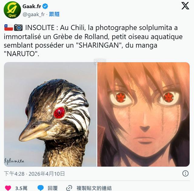 南美水鸟天生自带万花筒写轮眼 网友：别天神藏在这只鸟眼睛里了吧？